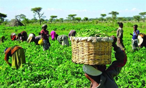 Women farmers secure grants, loans (The Nation)